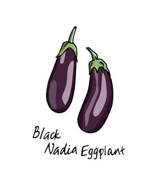 Hand drawn eggplants Stock Illustration