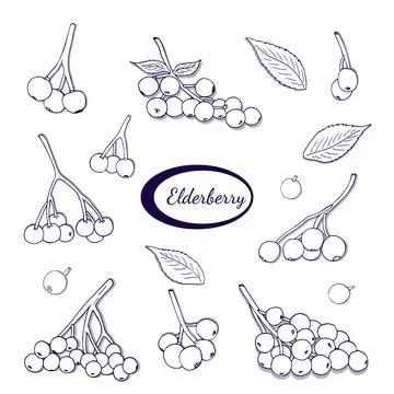 Hand-drawn Elderberry berry set. Branch of ripe elderberry element. Isolate.. Stock Illustration