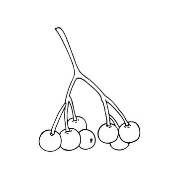 Hand-drawn Elderberry twig with berries. Sambucus, elderberries  isolated o.. Stock Illustration