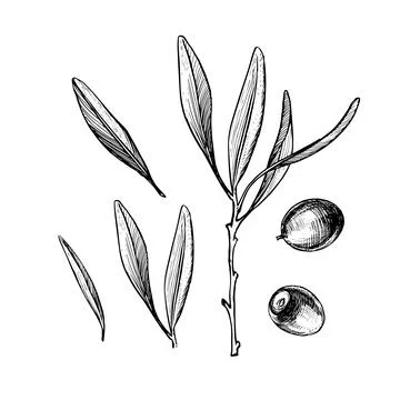 Hand drawn elements olive branch with leaves and fruits. Vintage engraving,.. Stock Illustration