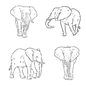 Hand-drawn Elephant. Vector editable stroke. African elephant, vector sketch Stock Illustration