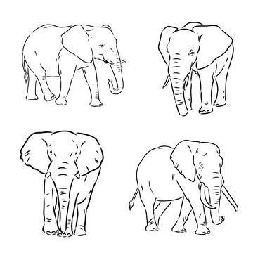 Hand-drawn Elephant. Vector editable stroke. African elephant, vector sketch Stock Illustration