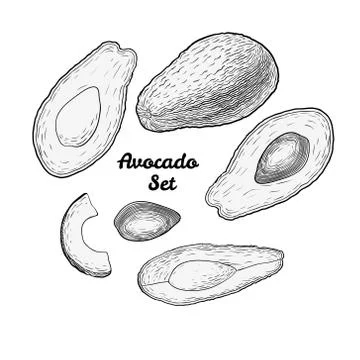 Hand drawn engraved avocado set isolated on white background Stock Illustration