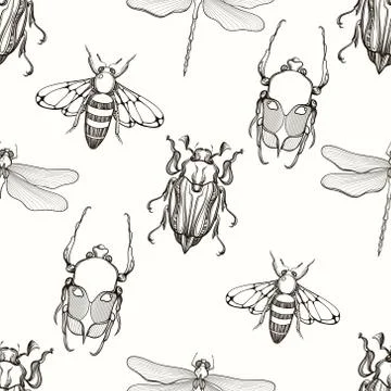 Hand drawn engraving Sketch of Scarab Beetle, May bug, Bee and D Illustration