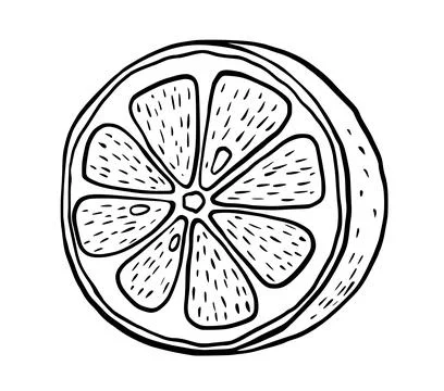 Hand drawn etching half lemon. Fruit cut in sketch style, whole fresh citrus Stock Illustration