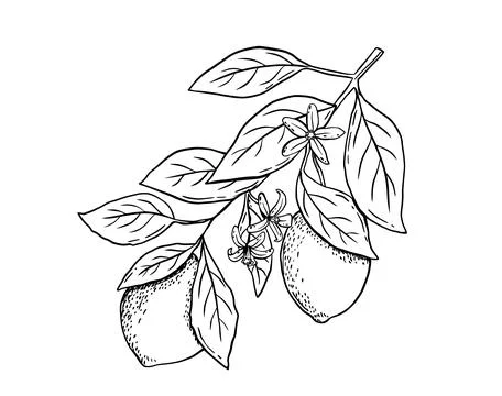 Hand drawn etching lemon branch with leaves and flowers. Fruit in sketch style Stock Illustration