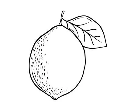 Hand drawn etching lemon with leaf. Fruit in sketch style, whole fresh citrus Stock Illustration