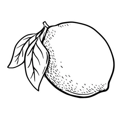 Hand drawn etching lemon with leaves. Fruit in sketch style, whole fresh citrus Stock Illustration