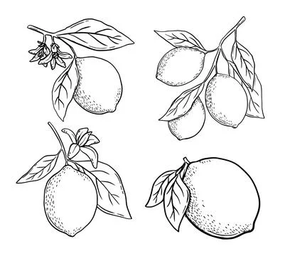 Hand drawn etching lemon with leaves and flower set. Fruit tree branch in sketch Stock Illustration