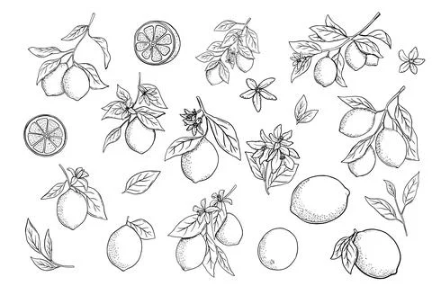Hand drawn etching lemon with leaves and flower set. Fruit tree branch in sketch Stock Illustration