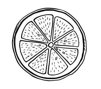 Hand drawn etching slice lemon. Fruit cut in sketch style, whole fresh citrus Stock Illustration