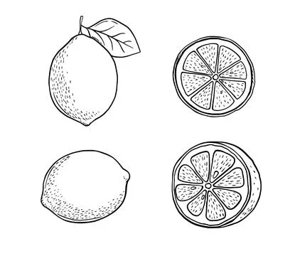 Hand drawn etching slice lemon set. Fruit cut in sketch style, whole fresh Stock Illustration