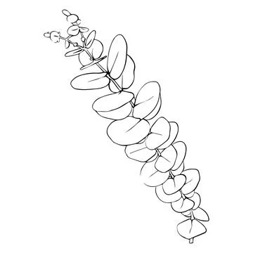 Hand drawn eucalyptus branch. Vector illustration of greenery Stock Illustration