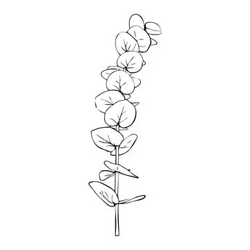 Hand drawn eucalyptus branch. Vector illustration of greenery Stock Illustration