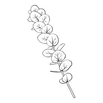 Hand drawn eucalyptus branch. Vector illustration of greenery Stock Illustration