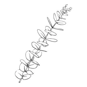 Hand drawn eucalyptus branch. Vector illustration of greenery Stock Illustration
