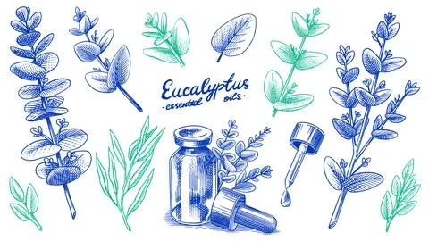 Hand drawn Eucalyptus plant and essential oil for cosmetics body and care Stock Illustration