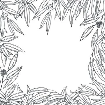 Hand drawn Eucalyptus. Vector background. Stock Illustration