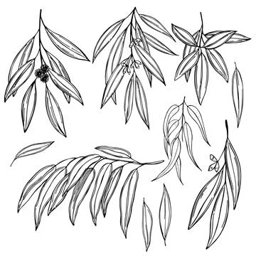 Hand drawn Eucalyptus. Vector sketch illustration Stock Illustration