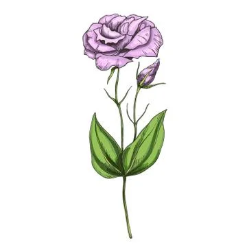 Hand drawn Eustoma garden flower isolated on white background. Botanical vect Stock Illustration