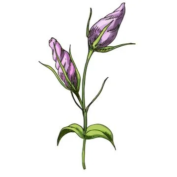 Hand drawn Eustoma garden flower isolated on white background. Botanical vect Stock Illustration