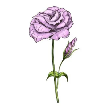 Hand drawn Eustoma garden flower isolated on white background. Botanical vect Stock Illustration