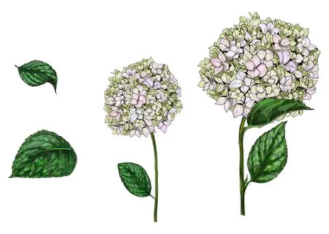 Hand drawn Eustoma phlox flowers and leaves isolated on white background. Bot Stock Illustration