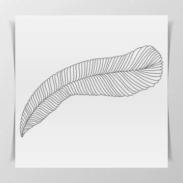 Hand-drawn Feather Stock Illustration
