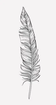 Hand drawn feather Stock Illustration