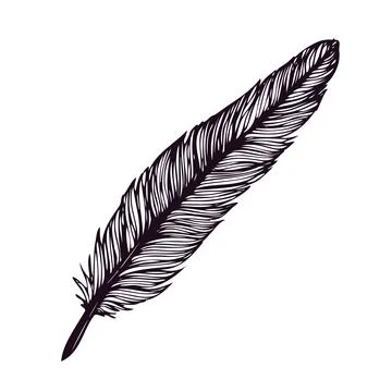 Hand drawn feather isolated on white background. Stock Illustration