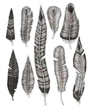 Hand drawn feathers Stock Illustration