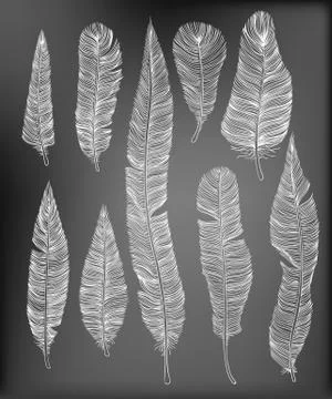 Hand drawn feathers Stock Illustration