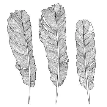Hand drawn feathers Stock Illustration