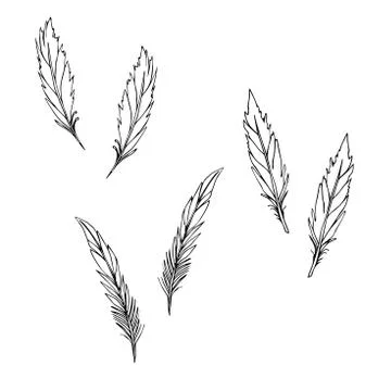 Hand drawn feathers set on white background Stock Illustration