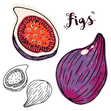 Hand drawn figs Stock Illustration