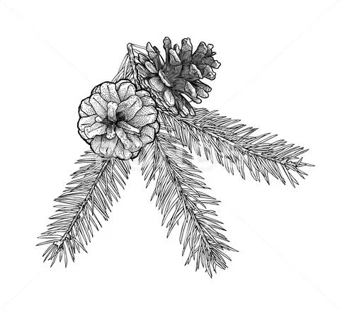 Hand drawn Fir tree branch with cone isolated on white background. Stock Illustration