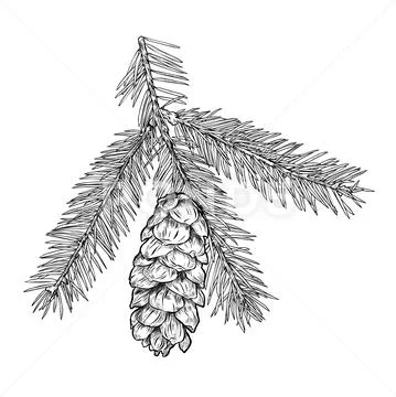 Hand drawn Fir tree branch with cone isolated on white background. Stock Illustration