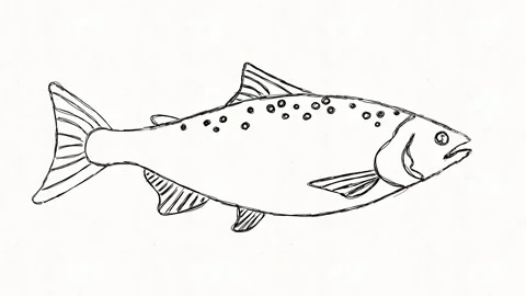 Hand Drawn Fish Doodle Animation Stock Footage 338000223
