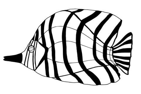 Hand Drawn Fish Stock Illustration