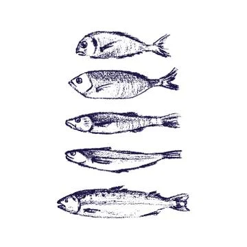 Hand drawn fish Stock Illustration