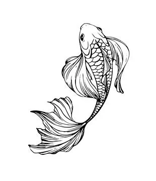 Hand-drawn fish vector illustration in black and white. Detailed line art for Stock Illustration