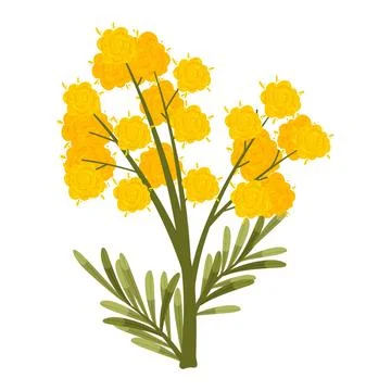 Hand drawn flat design mimosa illustration Stock Illustration