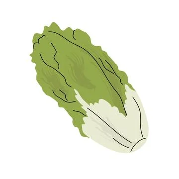 Hand drawn flat style illustration of romaine lettuce with crisp green leaves Stock Illustration