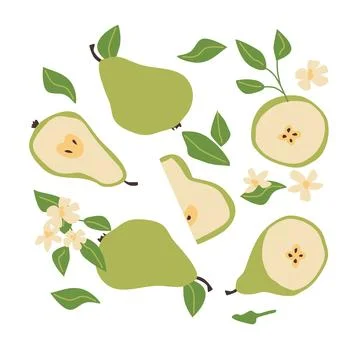 Hand drawn flat vector pears whole, slices, leaves and flowers set. Stock Illustration