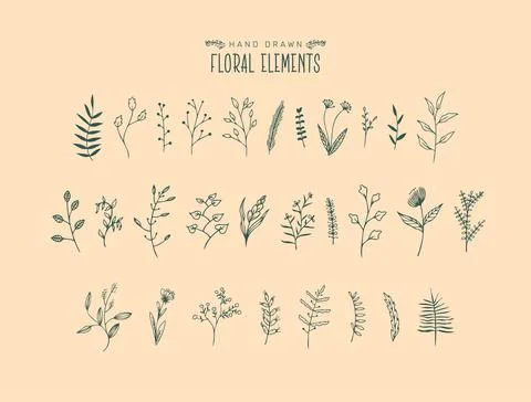Hand drawn floral element doodle vector set. Illustration of botanical design Stock Illustration
