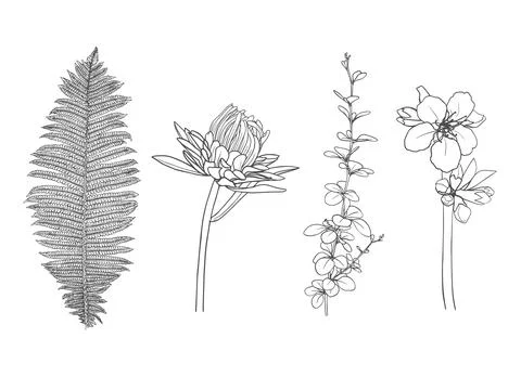 Hand-drawn floral elements isolated on white background. Vector illustration イラスト素材