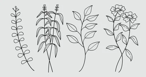 Hand drawn floral minimal elements in line art style. Greenery for decorati.. Stock Illustration