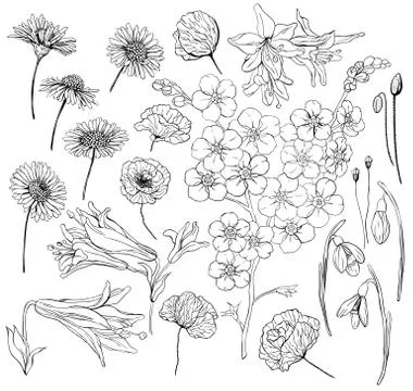 Hand  drawn flowers Stock Illustration