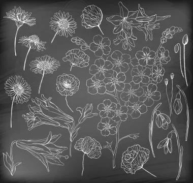Hand  drawn flowers Stock Illustration