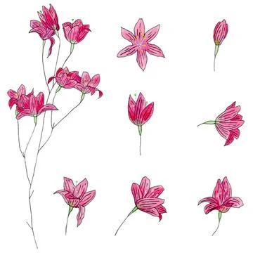 Hand drawn flowers. Illustrazione stock